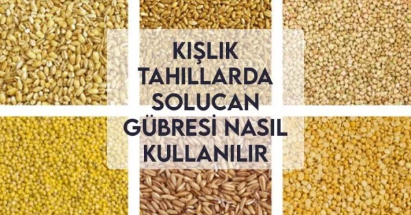 Solucan gübresi Nasıl Kullanılır
