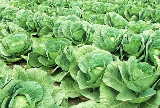 Lahanada Solucan Gübresi Kullanımı