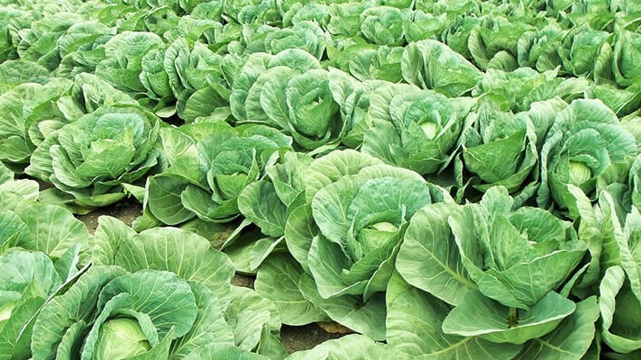 Lahanada Solucan Gübresi Kullanımı