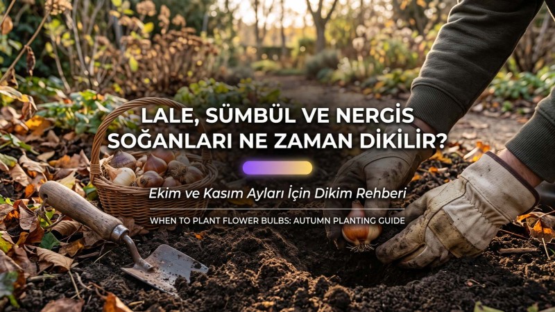 Lale, Sümbül, Nergis Ne Zaman Dikilir? Ekim Rehberi