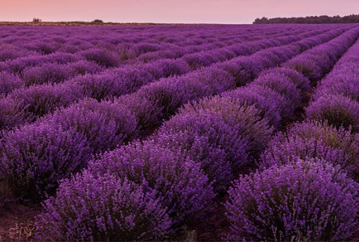 Lavantada Solucan Gübresi Kullanımı