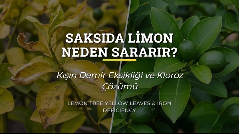Saksıda Limon Neden Sararır? Kışın Demir Eksikliği ve Kloroz Çözümü