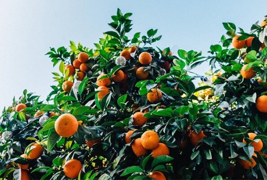 Mandalina Ağaçlarında Solucan Gübresi Kullanımı