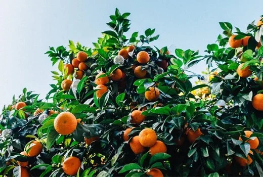 Mandalina Ağaçlarında Solucan Gübresi Kullanımı