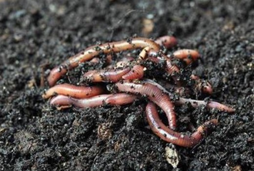 Medeniyetleri toprağa gömen bir hayvan: Solucan