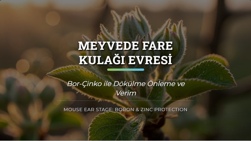 Meyvede Fare Kulağı Evresi: Bor-Çinko ile Dökülme Önleme