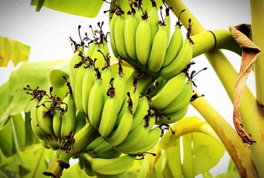 Muz Ağaçlarında Solucan Gübresi Kullanımı