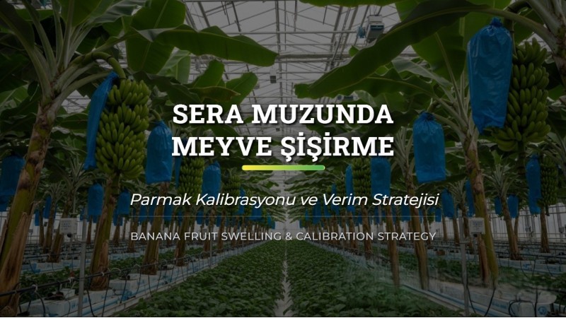 Sera Muzunda Meyve Şişirme ve Parmak Kalibrasyonu Stratejisi