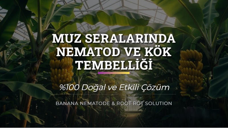 Muz Seralarında Nematod ve Kök Tembelliği Çözümü