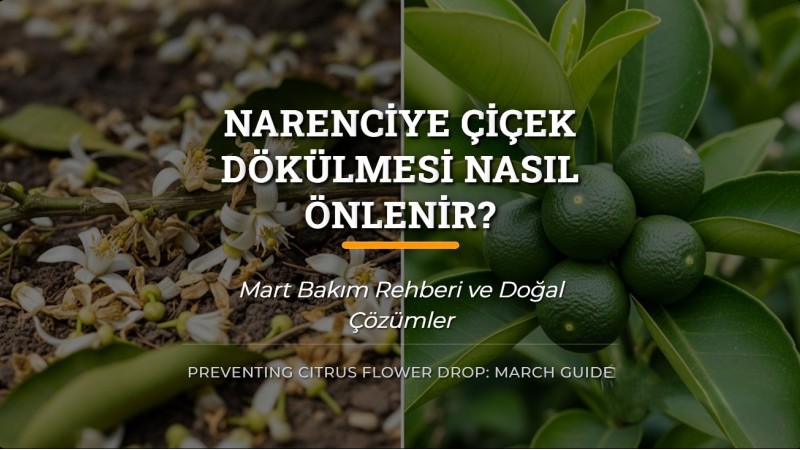 Narenciye Çiçek Dökülmesi Nasıl Önlenir? Mart Bakım Rehberi