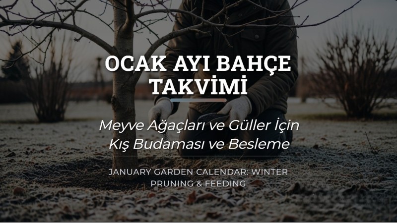 Ocak Ayı Bahçe Takvimi: Meyve Ağaçları ve Güller İçin Kış Budaması ve Besleme Rehberi