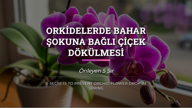 Orkide Çiçek Dökülmesi Nasıl Önlenir? Bahar Şokuna 5 Çözüm