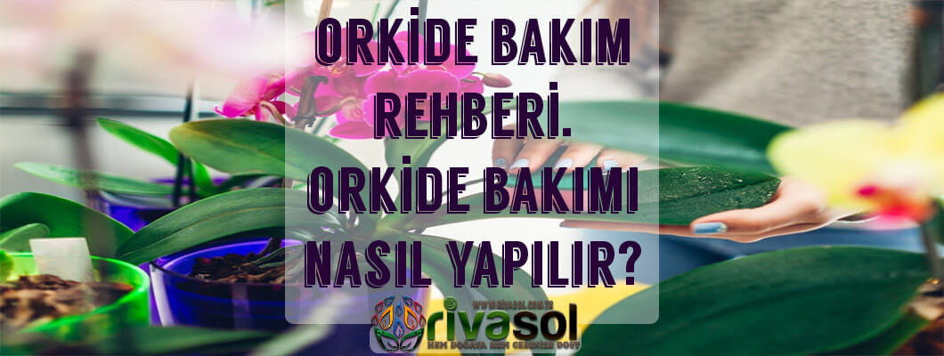 Orkide Bakımı Nasıl Yapılır ? Orkide Bakımı Nasıl Yapılır ?