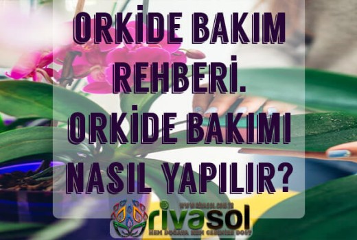 Orkide Bakımı Nasıl Yapılır ?