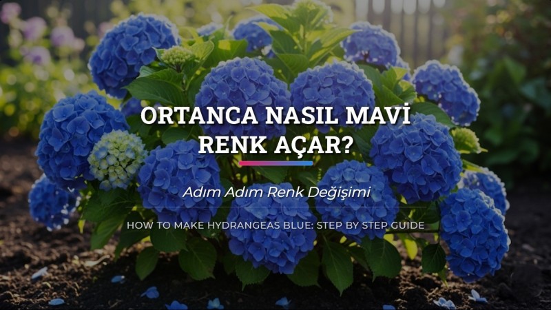 Ortanca Nasıl Mavi Renk Açar? Adım Adım Renk Değişimi