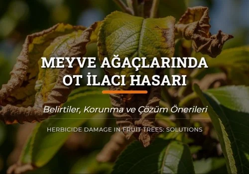 Meyve Ağaçlarında Ot İlacı Hasarı ve Çözüm Önerileri