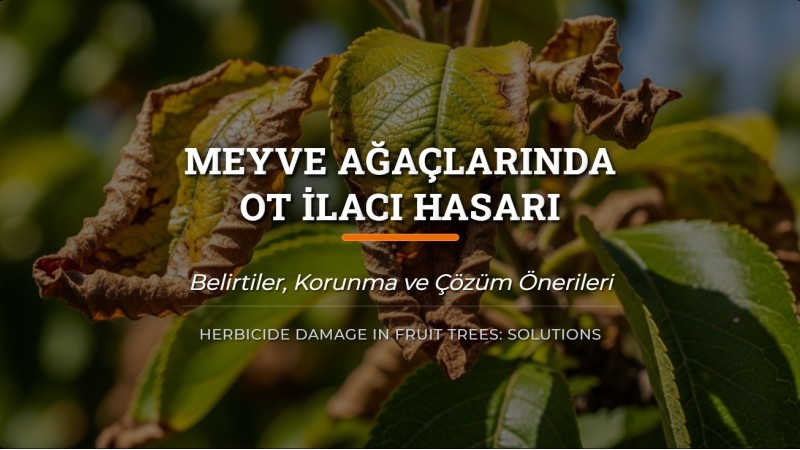 Meyve Ağaçlarında Ot İlacı Hasarı ve Çözüm Önerileri