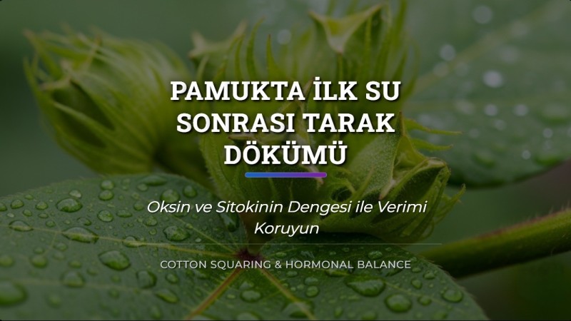 Pamukta İlk Su Sonrası Tarak Dökümü Nasıl Önlenir?