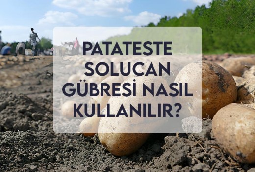 Patateste Solucan Gübresi Nasıl Kullanılır?