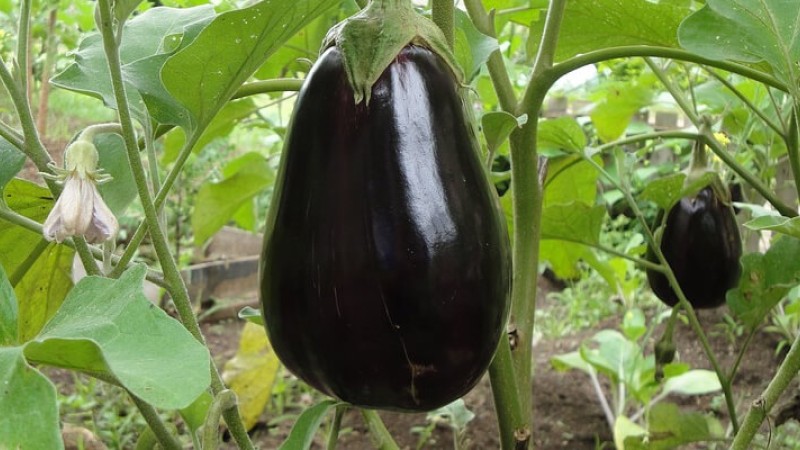 Patlıcanda Solucan Gübresi Kullanımı