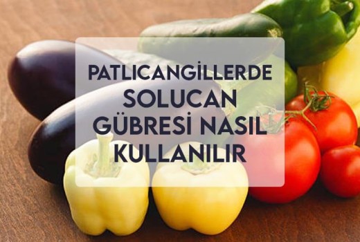 Patlıcangillerde Solucan Gübresi Nasıl Kullanılır