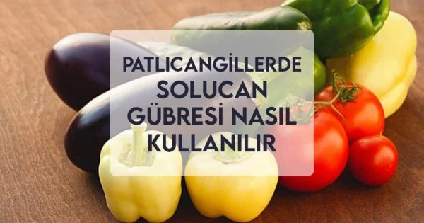 sivi solucan gubresi uygulama