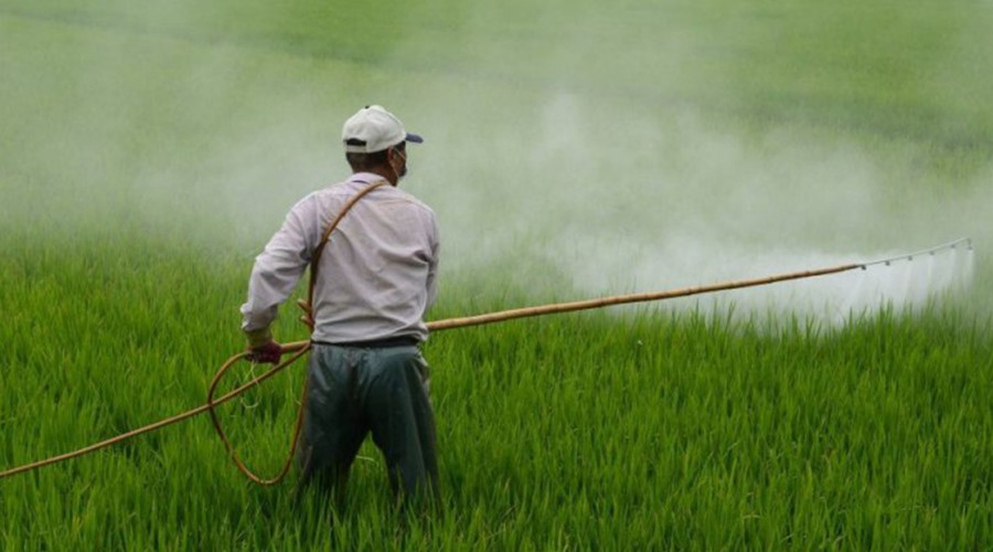 Tarımda Kullanılan Pestisitler Öldürüyor
