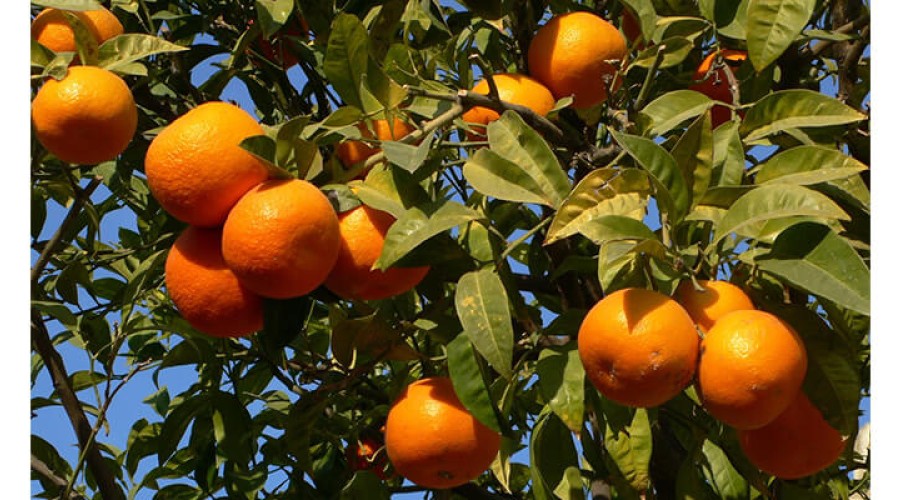Portakal Ağaçlarında Solucan Gübresi Kullanımı