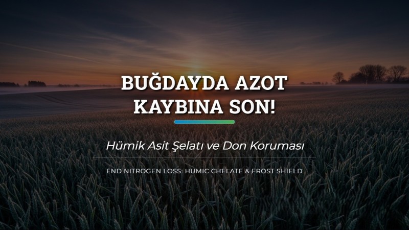 Buğdayda Azot Kaybına Son: Hümik Asit Şelatı ve Don Koruması
