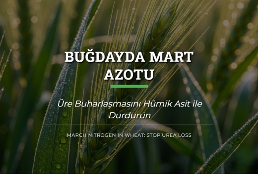 Buğdayda Mart Azotu: Üre Buharlaşmasını Hümik Asit ile Durdurun