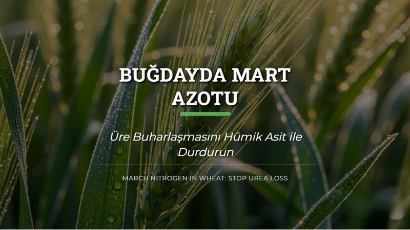 Buğdayda Mart Azotu: Üre Buharlaşmasını Hümik Asit ile Durdurun