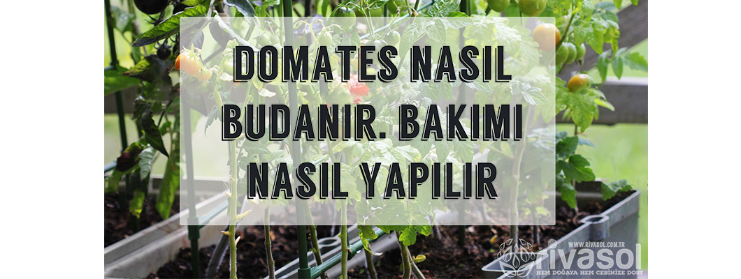 Domates Nasıl Budanır ve Bakımı Nasıl Yapılır | Rivasol Domates Nasıl Budanır ve Bakımı Nasıl Yapılır | Rivasol