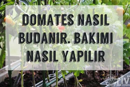 Domates Nasıl Budanır ve Bakımı Nasıl Yapılır
