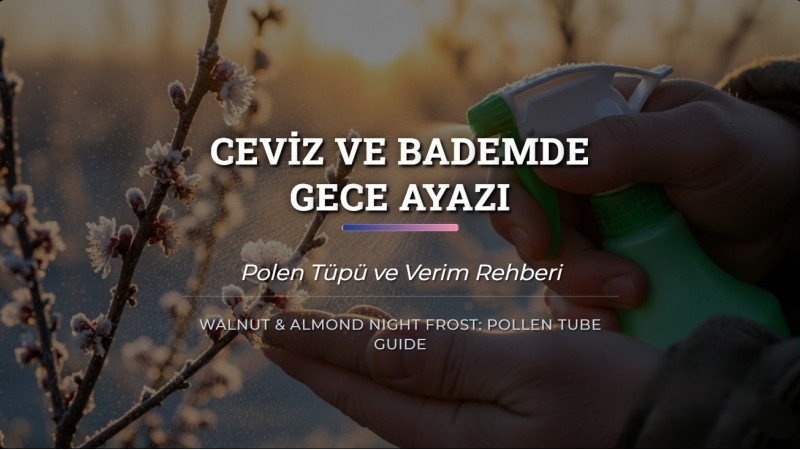 Ceviz ve Bademde Gece Ayazı: Polen Tüpü ve Verim Rehberi
