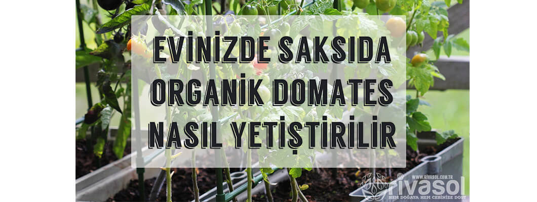 Saksıda Organik Domates Yetiştirme | Rivasol Saksıda Organik Domates Yetiştirme | Rivasol