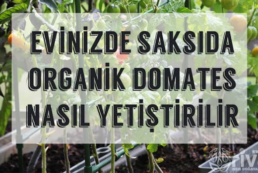 Saksıda Organik Domates Yetiştirme