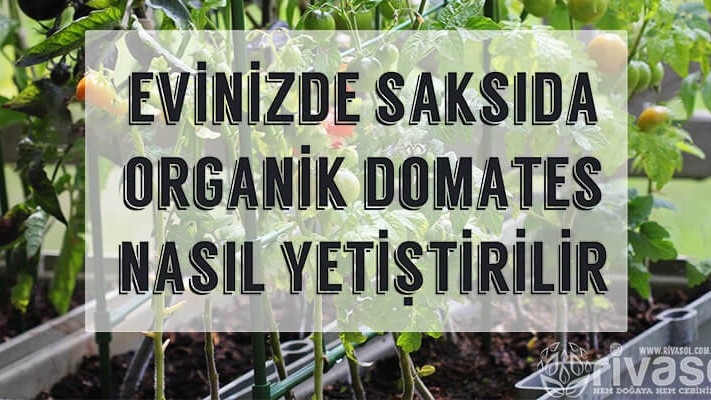 Saksıda Organik Domates Yetiştirme Saksıda Organik Domates Yetiştirme