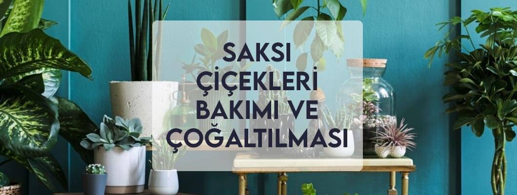 Saksı Çiçekleri Bakımı ve Çoğaltılması Saksı Çiçekleri Bakımı ve Çoğaltılması