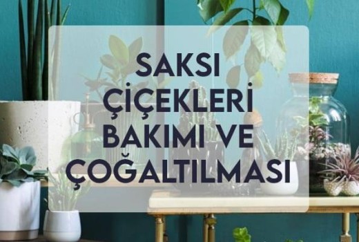 Saksı Çiçekleri Bakımı ve Çoğaltılması