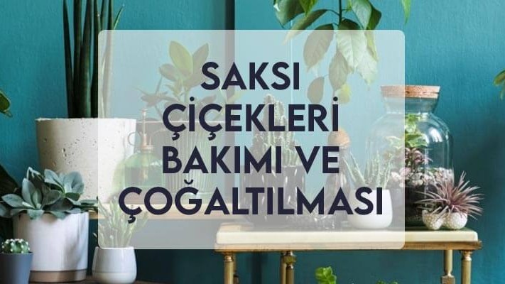 Saksı Çiçekleri Bakımı ve Çoğaltılması Saksı Çiçekleri Bakımı ve Çoğaltılması