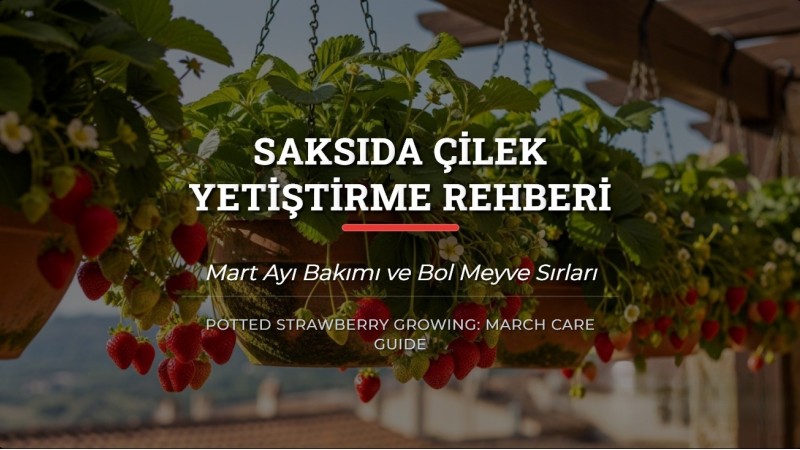 Saksıda Çilek Yetiştirme Rehberi: Mart Ayı Bakımı ve Bol Meyve