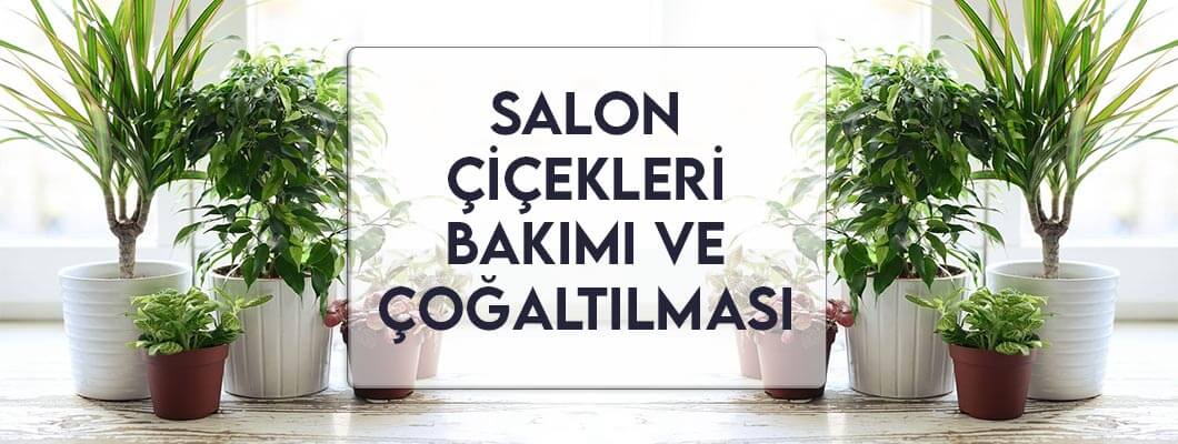 Salon Çiçekleri Bakımı ve Çoğaltılması Salon Çiçekleri Bakımı ve Çoğaltılması