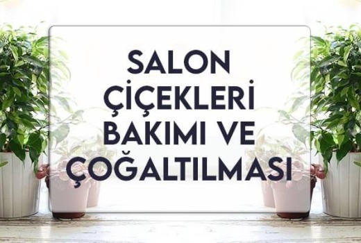 Salon Çiçekleri Bakımı ve Çoğaltılması