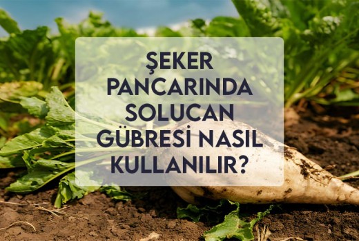 Şeker Pancarında Solucan Gübresi Nasıl Kullanılır?