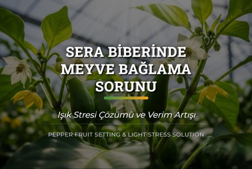 Sera Biberinde Meyve Bağlama Sorunu ve Işık Stresi Çözümü