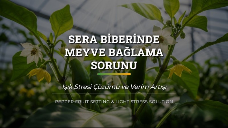 Sera Biberinde Meyve Bağlama Sorunu ve Işık Stresi Çözümü