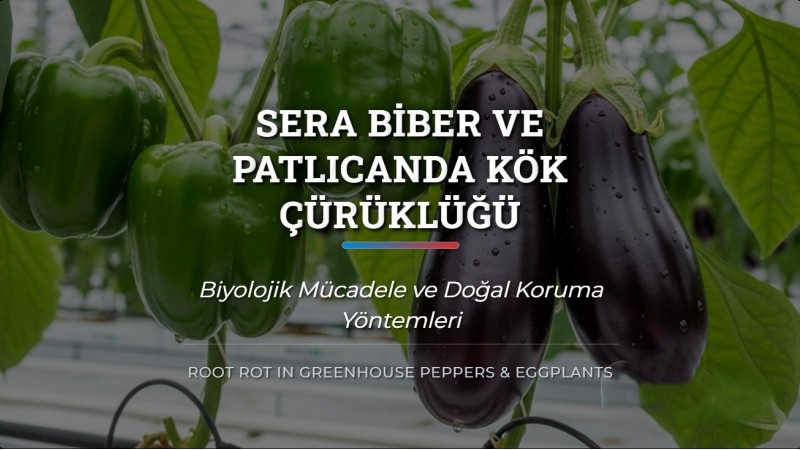 Sera Biber ve Patlıcanda Kök Çürüklüğü: Biyolojik Mücadele