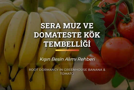 Sera Muz ve Domateste Kök Tembelliği: Kışın Besin Alımı Rehberi