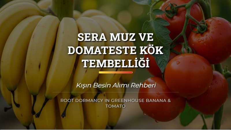 Sera Muz ve Domateste Kök Tembelliği: Kışın Besin Alımı Rehberi