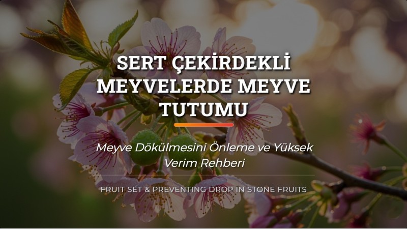 Sert Çekirdekli Meyvelerde Meyve Tutumu ve Dökülme Önleme
